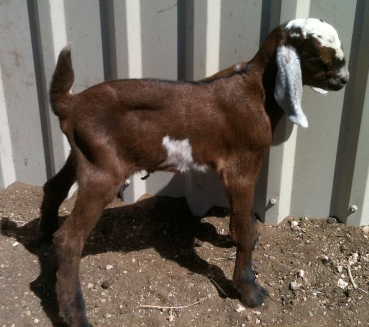Amos, 04/04/11